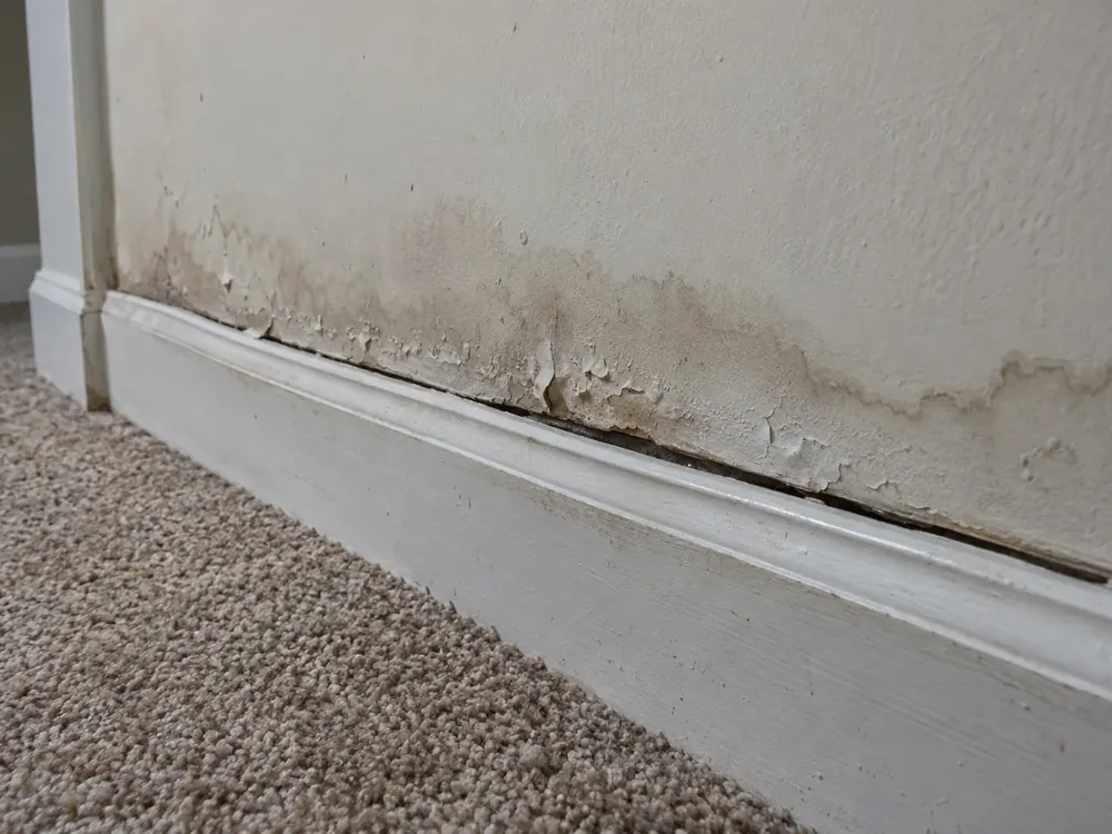 Baseboard pulling away from a wall with flaking paint and a brown water stain line above