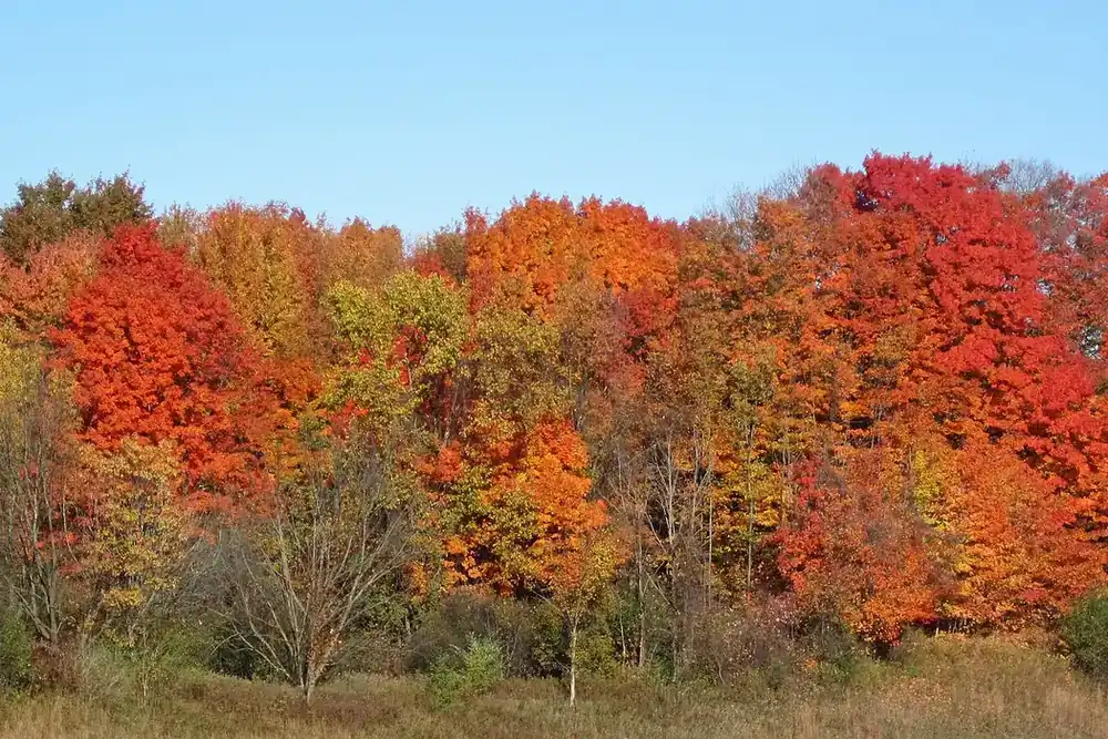 Autumn maples in red, orange and gold along a roadside in Brunswick, Ohio