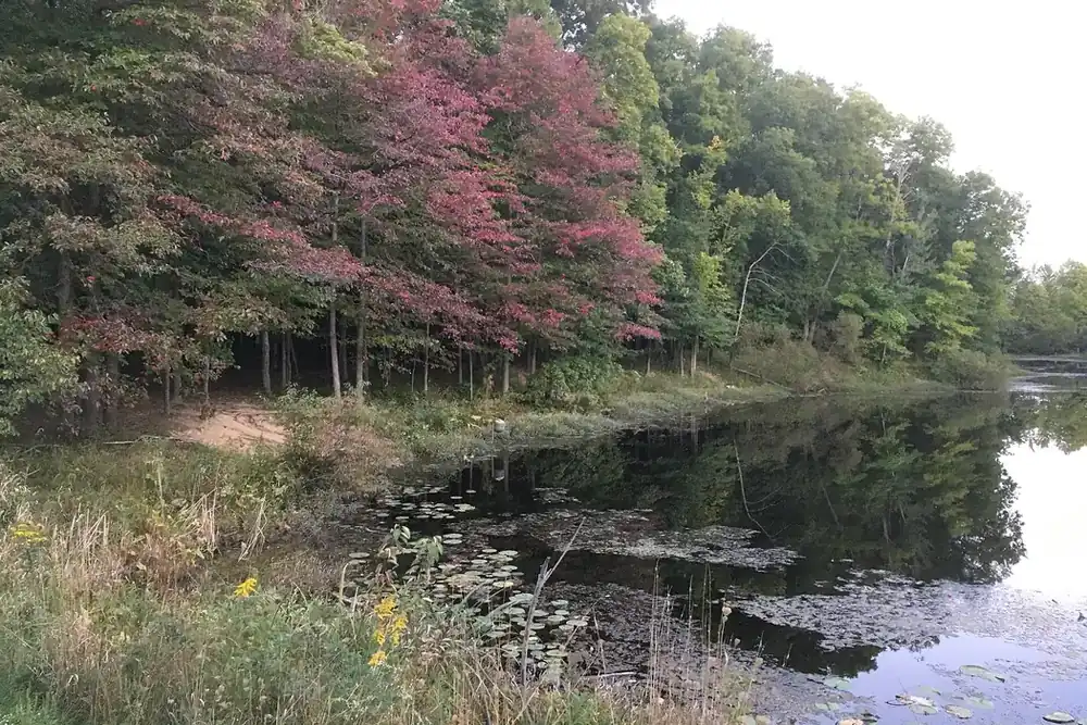 Beyer's Pond framed by autumn trees and lily pads in Middleburg Heights, Ohio